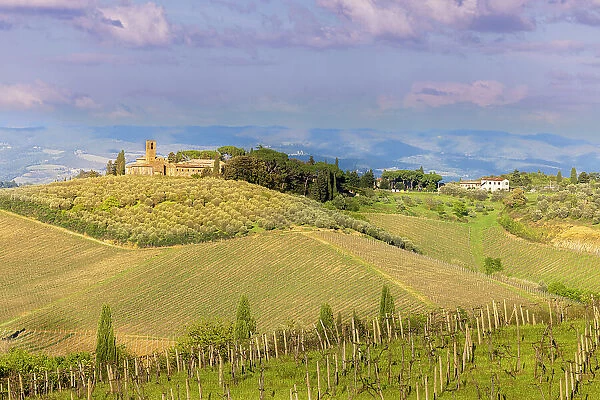 Tuscan landscape with vineyards and olive groves. Tuscany, Italy