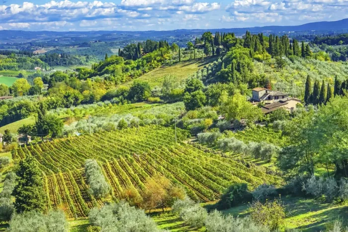 Framed Print : Tuscan vineyard, San Gimignano, Tuscany, Italy