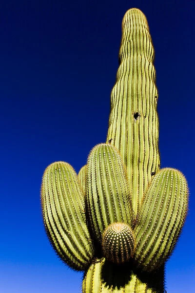 Tuscon, Arizona. Low angle of a Saguaro Cactus