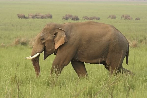 Tusker and its