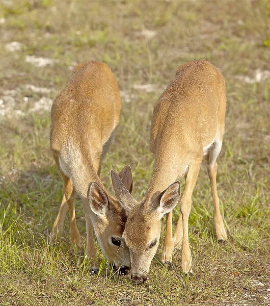 Twin fawn Key Deer from last year feeding together, Odocoileus virgianus clavium