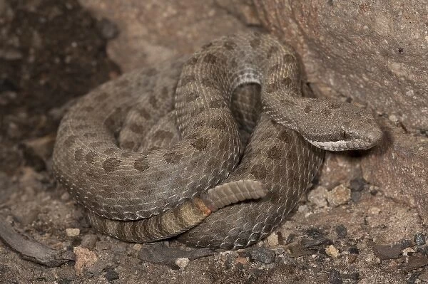 Twin-spotted Rattlesnake, Crotalus pricei, South Eastern Arizona