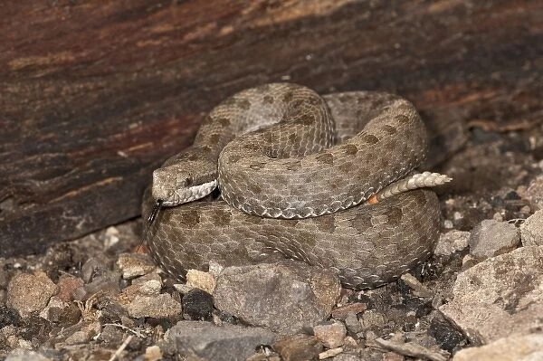 Twin-spotted Rattlesnake, Crotalus pricei, South Eastern Arizona