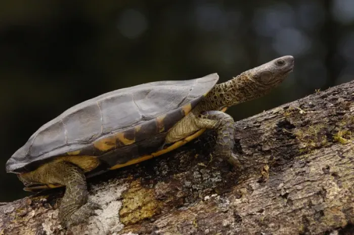 Framed Print : Twist-necked turtle (Platemys platycephala) CAPTIVE Amazon rainforest. ECUADOR Framed Print : Twist-necked turtle (Platemys platycephala) CAPTIVE Amazon rainforest. ECUADOR
