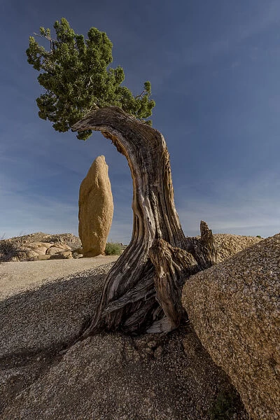 Twisted juniper (Juniperus osteosperma) growing from the granite rocks, Joshua Tree National Park