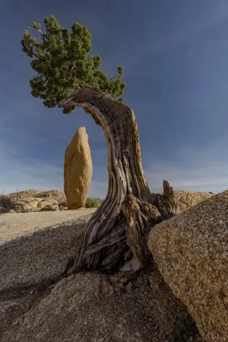 Framed Print : Twisted juniper (Juniperus osteosperma) growing from the granite rocks, Joshua Tree National Park Framed Print : Twisted juniper (Juniperus osteosperma) growing from the granite rocks, Joshua Tree National Park