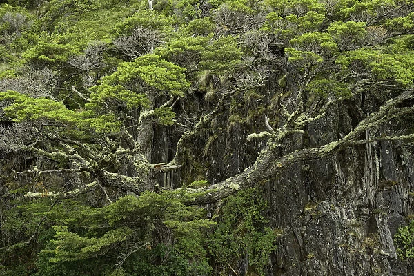 Twisted tree along Grey Lake, Torres del Paine National Park, Chile, South America