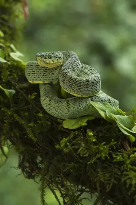 Framed Print : Two-striped forest pitviper (Bothrops bilineata smaragdinus) Amazon, ECUADOR. Vivarium ID # 3484 Framed Print : Two-striped forest pitviper (Bothrops bilineata smaragdinus) Amazon, ECUADOR. Vivarium ID # 3484