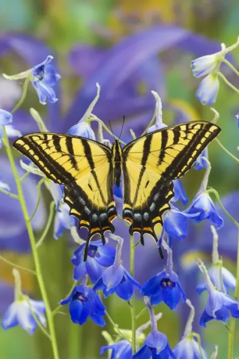 Framed Print : Two-tailed Swallowtail Butterfly, Papilio multicaudatus Framed Print : Two-tailed Swallowtail Butterfly, Papilio multicaudatus
