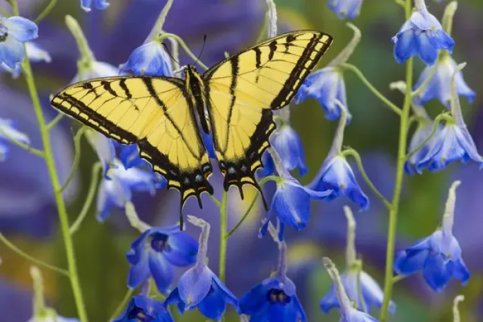 Framed Print : Two-tailed Swallowtail Butterfly, Papilio multicaudatus Framed Print : Two-tailed Swallowtail Butterfly, Papilio multicaudatus