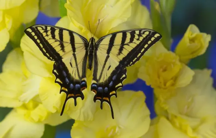 Framed Print : Two-tailed Swallowtail Butterfly, Papilio multicaudatus Framed Print : Two-tailed Swallowtail Butterfly, Papilio multicaudatus