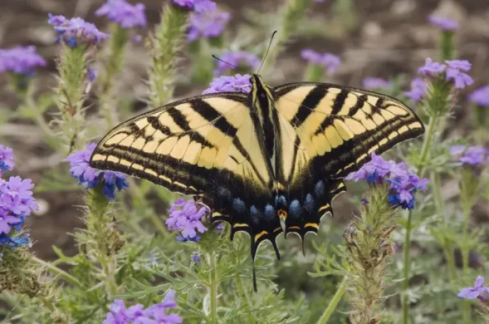 Framed Print : Two-Tailed Swallowtail, Papilio multicaudata, adult on Prairie Verbena (Verbena bipinnatifida)