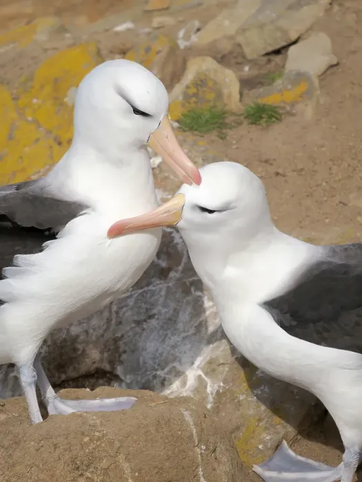 Framed Print : Typical courtship and greeting behavior. Black-browed Albatross or Mollymawk on Saunders Island. South America, Falkland Islands