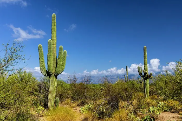 Framed Print : Typical scene in the Sonoran Desert of southern Arizona Framed Print : Typical scene in the Sonoran Desert of southern Arizona