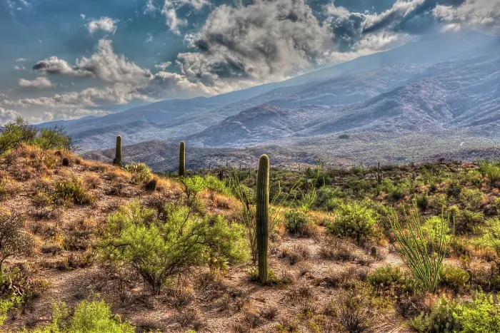 Framed Print : Typical scene in the Sonoran Desert of southern Arizona Framed Print : Typical scene in the Sonoran Desert of southern Arizona