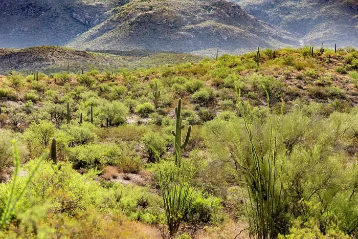 Framed Print : Typical scene in the Sonoran Desert of southern Arizona