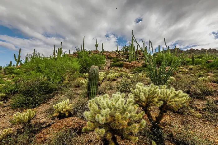Framed Print : Typical scene in the Sonoran Desert of southern Arizona Framed Print : Typical scene in the Sonoran Desert of southern Arizona