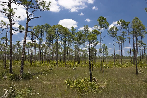 Typical slash pine (Pinus elliottii) habitat of SW Florida. Low density pine cover over grasses