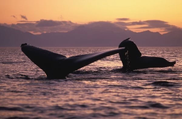 U. S. A. Alaska, Inside Passage Humpback whales (Megaptera novaengliae) at sunset