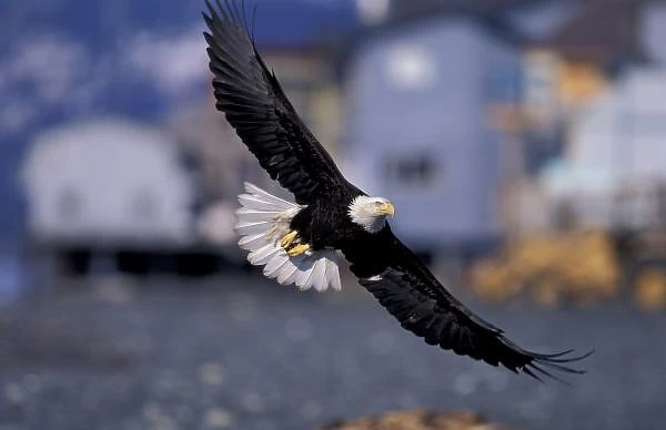 U. S. A. Alaska, Kenai Peninsula Bald eagle flying over beach houses