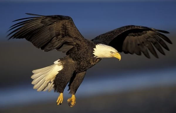U. S. A. Alaska, Kenai Peninsula Bald eagle flying over shore, about to land