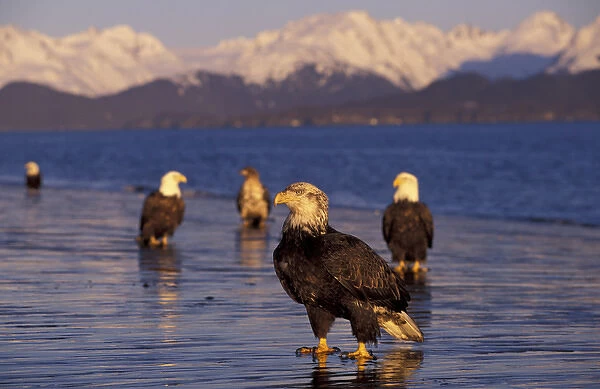 U. S. A. Alaska, Kenai Peninsula Bald eagles on flooded beach Note: May not