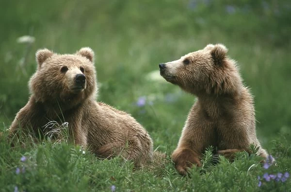 U. S. A. Alaska, Kodiak Two sub-adult brown bears in grass and purple flowers