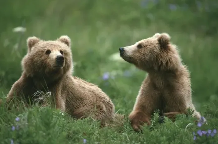 Framed Print : U. S. A. Alaska, Kodiak Two sub-adult brown bears in grass and purple flowers