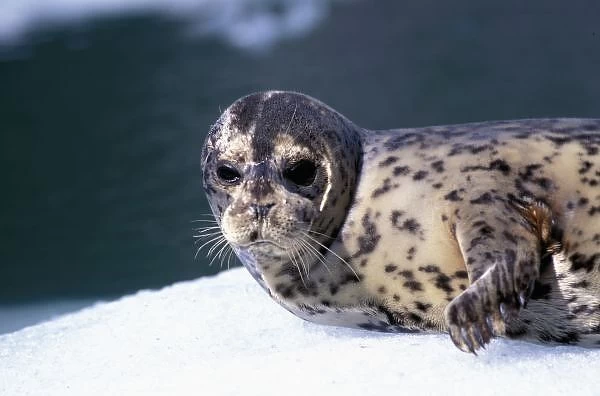 U. S. A. Alaska, Le Conte Glacier Close-up of baby harbor seal