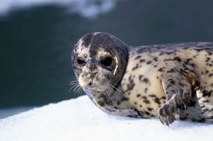 Framed Print : U. S. A. Alaska, Le Conte Glacier Close-up of baby harbor seal Framed Print : U. S. A. Alaska, Le Conte Glacier Close-up of baby harbor seal
