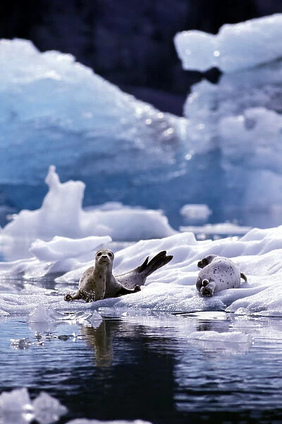 U. S. A. Alaska, Le Conte Glacier Harbor seals, mom and pup SE Alaska