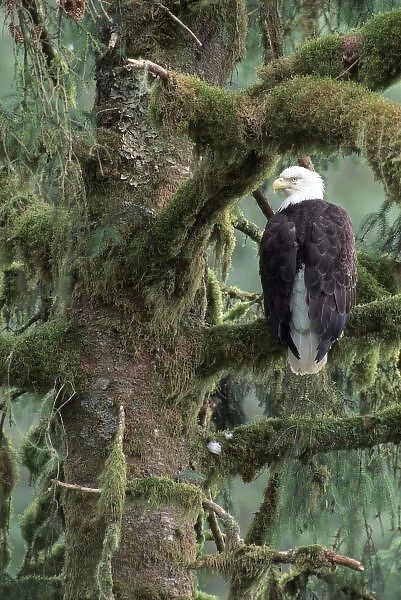 U. S. A. Alaska, Southeast Alaska Bald eagle (Haliaeetus leucocephalus) in tree