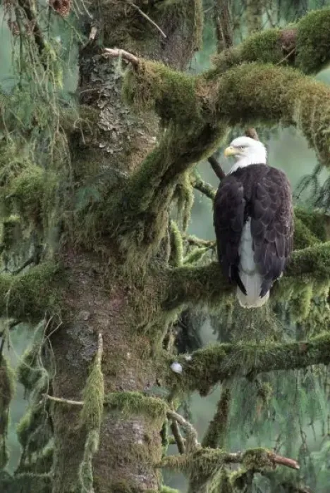 Framed Print : U. S. A. Alaska, Southeast Alaska Bald eagle (Haliaeetus leucocephalus) in tree Framed Print : U. S. A. Alaska, Southeast Alaska Bald eagle (Haliaeetus leucocephalus) in tree