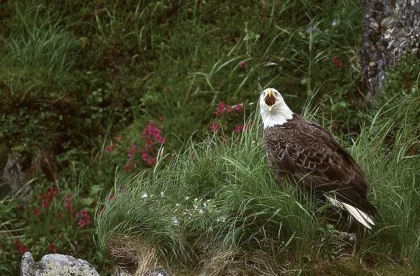 U. S. A. Alaska, Unalaska Island Bald eagle (Haliaeetus leucocephalus)