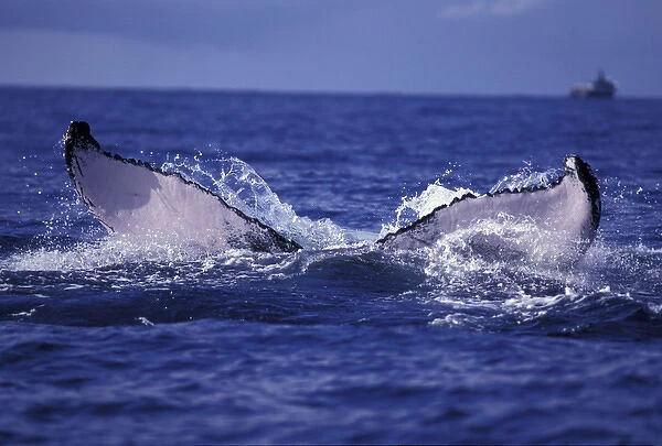 U. S. A. Alaska Whale tail