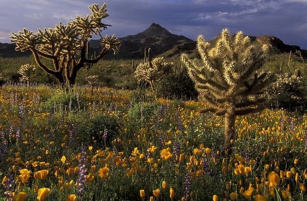 U. S. A. Arizona, Organ Pipe National Monument. Chollas with meadow of desert poppies