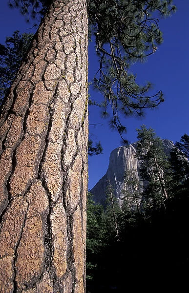 U. S. A. California Yosemite National Park Scenic Note: May not be sold in France