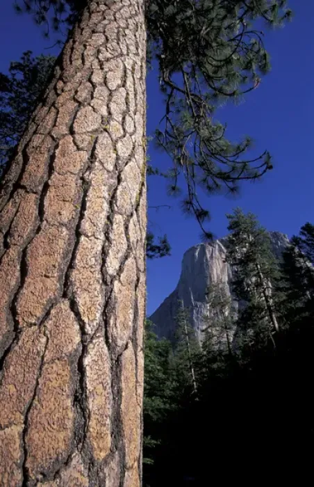 Framed Print : U. S. A. California Yosemite National Park Scenic Note: May not be sold in France