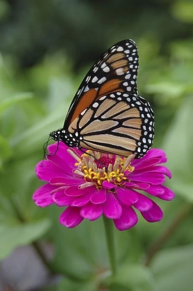 U. S. A. Massachusetts, Boylston, Tower Hill Botanic Garden, Monarch butterfly on Zinnia