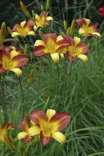 U. S. A. Massachusetts, Boylston, Tower Hill Botanic Garden, lilies