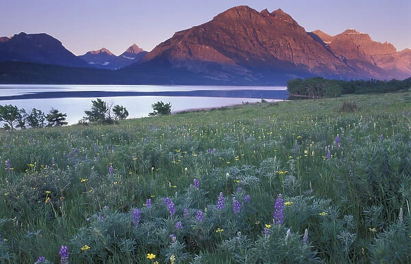 U. S. A. Montana, Glacier National Park Wildflower meadow at Saint Mary Lake at sunrise