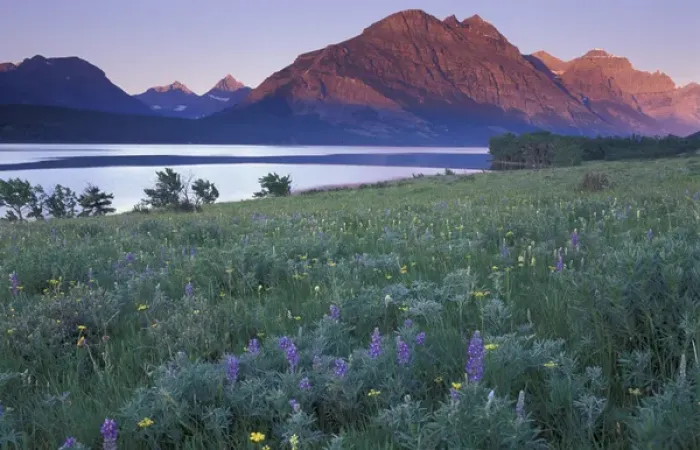 Framed Print : U. S. A. Montana, Glacier National Park Wildflower meadow at Saint Mary Lake at sunrise Framed Print : U. S. A. Montana, Glacier National Park Wildflower meadow at Saint Mary Lake at sunrise