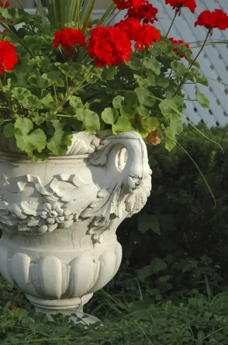 Framed Print : U. S. A. New York, Saratoga Springs, geraniums in urn, historic district Framed Print : U. S. A. New York, Saratoga Springs, geraniums in urn, historic district