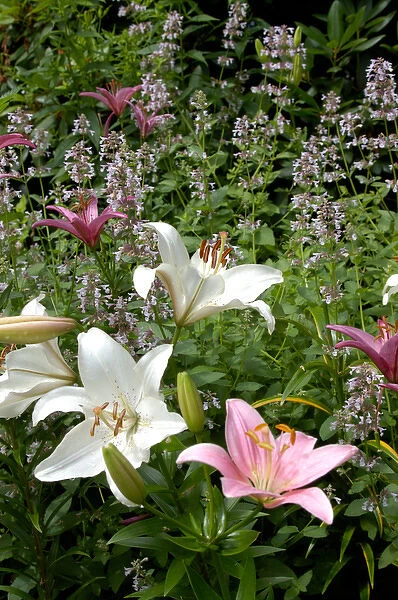 U. S. A. Reading, Massachusetts, Pink and White Asiatic lilies
