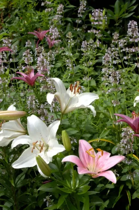 Framed Print : U. S. A. Reading, Massachusetts, Pink and White Asiatic lilies Framed Print : U. S. A. Reading, Massachusetts, Pink and White Asiatic lilies