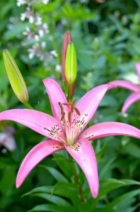 Framed Print : U. S. A. Reading, Massachusetts, Pink Asiatic lilies Framed Print : U. S. A. Reading, Massachusetts, Pink Asiatic lilies