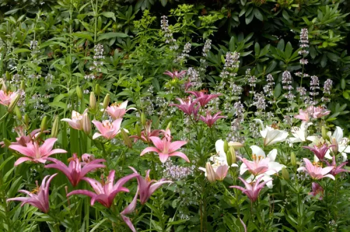 Framed Print : U. S. A. Reading, Massachusetts, Pink and White Asiatic lilies
