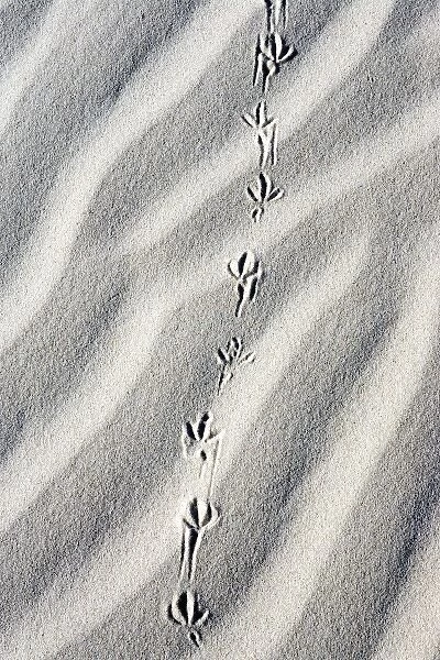 U. S. A. Texas. Bird tracks in the sand at Monahans Sandhills State Park in the Big