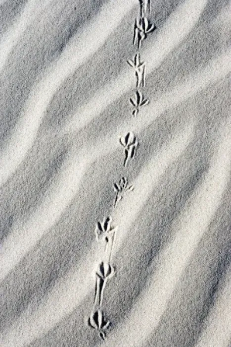 Framed Print : U. S. A. Texas. Bird tracks in the sand at Monahans Sandhills State Park in the Big Framed Print : U. S. A. Texas. Bird tracks in the sand at Monahans Sandhills State Park in the Big