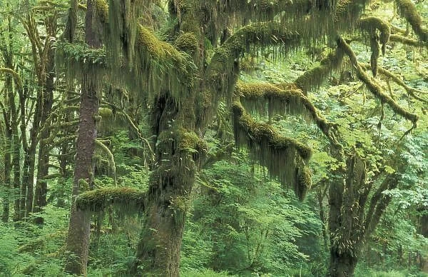 U. S. A. Washington, Olympic National Park. Moss-covered trees in temperate rainforest